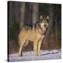 Gray Wolf in Snow-DLILLC-Stretched Canvas