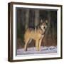 Gray Wolf in Snow-DLILLC-Framed Premium Photographic Print