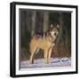 Gray Wolf in Snow-DLILLC-Framed Premium Photographic Print