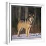 Gray Wolf in Snow-DLILLC-Framed Premium Photographic Print