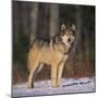 Gray Wolf in Snow-DLILLC-Mounted Premium Photographic Print