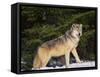 Gray Wolf in Snow-DLILLC-Framed Stretched Canvas