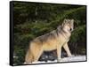 Gray Wolf in Snow-DLILLC-Framed Stretched Canvas