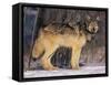 Gray Wolf in Snow-DLILLC-Framed Stretched Canvas