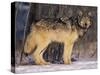 Gray Wolf in Snow-DLILLC-Stretched Canvas