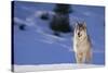 Gray Wolf in Snow-DLILLC-Stretched Canvas