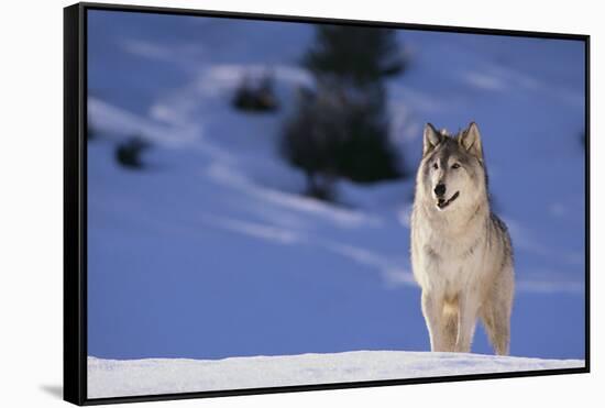 Gray Wolf in Snow-DLILLC-Framed Stretched Canvas