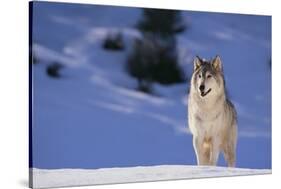 Gray Wolf in Snow-DLILLC-Stretched Canvas