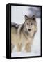 Gray Wolf in Snow-DLILLC-Framed Stretched Canvas