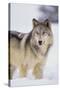 Gray Wolf in Snow-DLILLC-Stretched Canvas