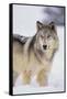 Gray Wolf in Snow-DLILLC-Framed Stretched Canvas