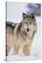 Gray Wolf in Snow-DLILLC-Stretched Canvas