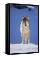 Gray Wolf in Snow-DLILLC-Framed Stretched Canvas