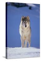 Gray Wolf in Snow-DLILLC-Stretched Canvas