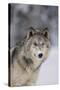 Gray Wolf in Snow-DLILLC-Stretched Canvas