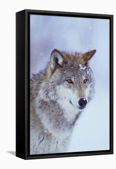 Gray Wolf in Snow-DLILLC-Framed Stretched Canvas