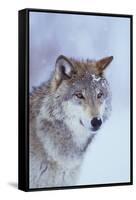 Gray Wolf in Snow-DLILLC-Framed Stretched Canvas