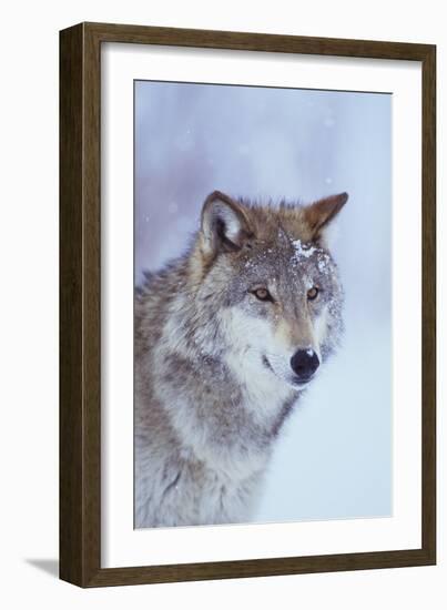 Gray Wolf in Snow-DLILLC-Framed Premium Photographic Print