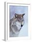 Gray Wolf in Snow-DLILLC-Framed Premium Photographic Print