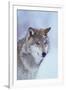 Gray Wolf in Snow-DLILLC-Framed Premium Photographic Print