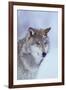 Gray Wolf in Snow-DLILLC-Framed Premium Photographic Print