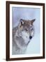 Gray Wolf in Snow-DLILLC-Framed Premium Photographic Print