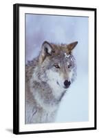 Gray Wolf in Snow-DLILLC-Framed Premium Photographic Print