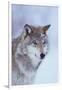 Gray Wolf in Snow-DLILLC-Framed Premium Photographic Print