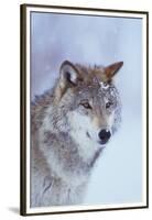 Gray Wolf in Snow-DLILLC-Framed Premium Photographic Print