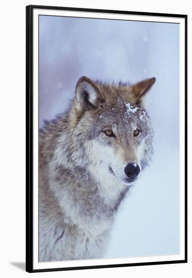 Gray Wolf in Snow-DLILLC-Framed Premium Photographic Print