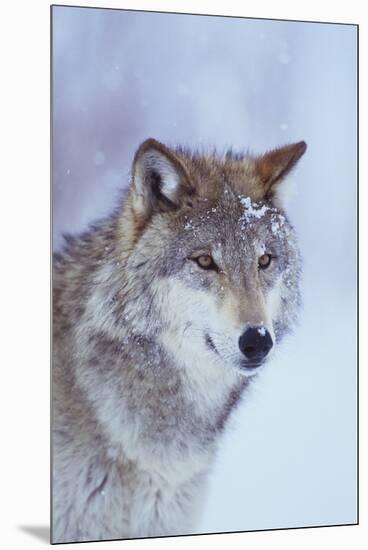 Gray Wolf in Snow-DLILLC-Mounted Premium Photographic Print
