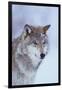 Gray Wolf in Snow-DLILLC-Framed Premium Photographic Print