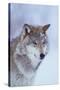 Gray Wolf in Snow-DLILLC-Stretched Canvas