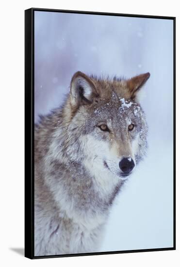 Gray Wolf in Snow-DLILLC-Framed Stretched Canvas