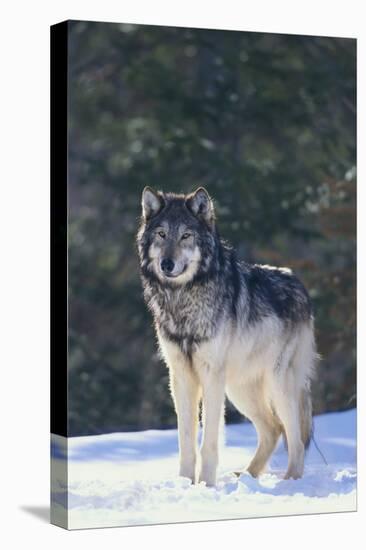 Gray Wolf in Snow-DLILLC-Stretched Canvas