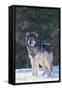 Gray Wolf in Snow-DLILLC-Framed Stretched Canvas