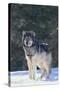 Gray Wolf in Snow-DLILLC-Stretched Canvas