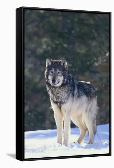 Gray Wolf in Snow-DLILLC-Framed Stretched Canvas