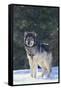 Gray Wolf in Snow-DLILLC-Framed Stretched Canvas