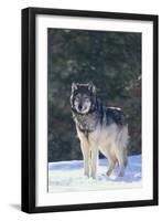 Gray Wolf in Snow-DLILLC-Framed Premium Photographic Print