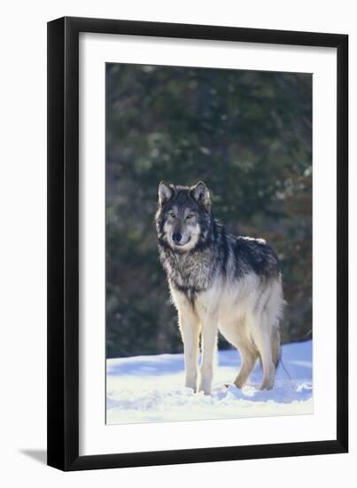 Gray Wolf in Snow-DLILLC-Framed Premium Photographic Print