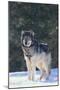 Gray Wolf in Snow-DLILLC-Mounted Premium Photographic Print