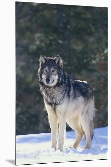 Gray Wolf in Snow-DLILLC-Mounted Premium Photographic Print