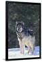 Gray Wolf in Snow-DLILLC-Framed Premium Photographic Print