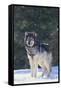 Gray Wolf in Snow-DLILLC-Framed Stretched Canvas