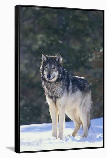 Gray Wolf in Snow-DLILLC-Framed Stretched Canvas