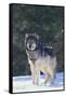 Gray Wolf in Snow-DLILLC-Framed Stretched Canvas