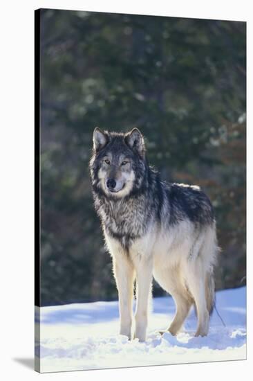 Gray Wolf in Snow-DLILLC-Stretched Canvas