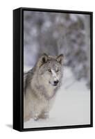 Gray Wolf in Snow-DLILLC-Framed Stretched Canvas