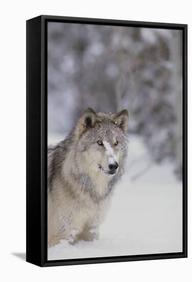 Gray Wolf in Snow-DLILLC-Framed Stretched Canvas